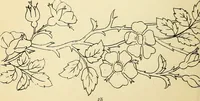 Picture 67 of 389 from Briggs' patent transferring designs (1880), leaf 35