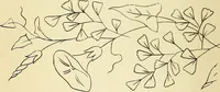 Picture 72 of 389 from Briggs' patent transferring designs (1880), leaf 37