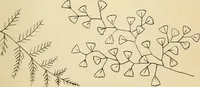 Picture 76 of 389 from Briggs' patent transferring designs (1880), leaf 38