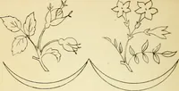 Picture 77 of 389 from Briggs' patent transferring designs (1880), leaf 39