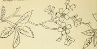 Picture 88 of 389 from Briggs' patent transferring designs (1880), leaf 43
