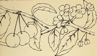 Picture 92 of 389 from Briggs' patent transferring designs (1880), leaf 44