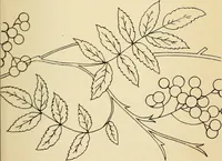 Picture 105 of 389 from Briggs' patent transferring designs (1880), leaf 50