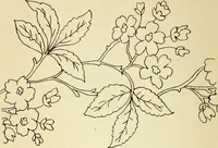 Picture 106 of 389 from Briggs' patent transferring designs (1880), leaf 51