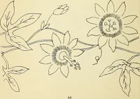 Picture 107 of 389 from Briggs' patent transferring designs (1880), leaf 51