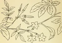 Picture 110 of 389 from Briggs' patent transferring designs (1880), leaf 53