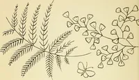 Picture 114 of 389 from Briggs' patent transferring designs (1880), leaf 55
