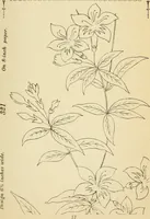 Picture 130 of 389 from Briggs' patent transferring designs (1880), leaf 64