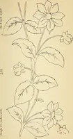 Picture 134 of 389 from Briggs' patent transferring designs (1880), leaf 68