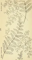 Picture 135 of 389 from Briggs' patent transferring designs (1880), leaf 69