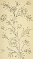 Picture 139 of 389 from Briggs' patent transferring designs (1880), leaf 72