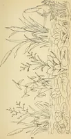An illustration from Briggs' patent transferring designs (1880)