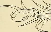 Picture 144 of 389 from Briggs' patent transferring designs (1880), leaf 76