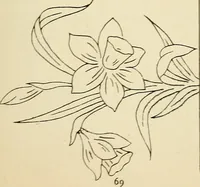 Picture 145 of 389 from Briggs' patent transferring designs (1880), leaf 76