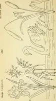 An illustration from Briggs' patent transferring designs (1880)