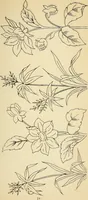 Picture 147 of 389 from Briggs' patent transferring designs (1880), leaf 78
