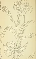 Picture 148 of 389 from Briggs' patent transferring designs (1880), leaf 79