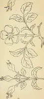 An illustration from Briggs' patent transferring designs (1880)