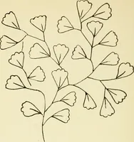 Picture 154 of 389 from Briggs' patent transferring designs (1880), leaf 83