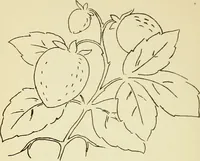 Picture 160 of 389 from Briggs' patent transferring designs (1880), leaf 87