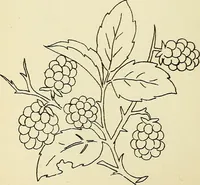 Picture 161 of 389 from Briggs' patent transferring designs (1880), leaf 87