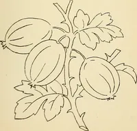 Picture 163 of 389 from Briggs' patent transferring designs (1880), leaf 88