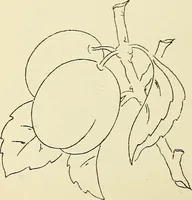 Picture 165 of 389 from Briggs' patent transferring designs (1880), leaf 89