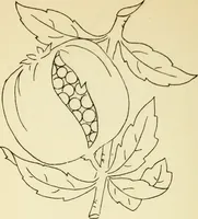 Picture 168 of 389 from Briggs' patent transferring designs (1880), leaf 91