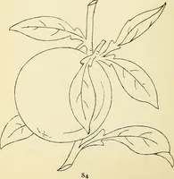 Picture 169 of 389 from Briggs' patent transferring designs (1880), leaf 91
