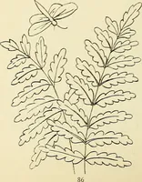 An illustration from Briggs' patent transferring designs (1880)
