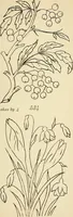Picture 174 of 389 from Briggs' patent transferring designs (1880), leaf 94