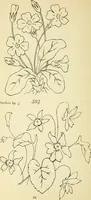 Picture 175 of 389 from Briggs' patent transferring designs (1880), leaf 95