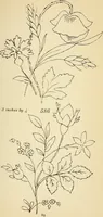 Picture 176 of 389 from Briggs' patent transferring designs (1880), leaf 96