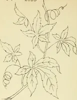 Picture 177 of 389 from Briggs' patent transferring designs (1880), leaf 97