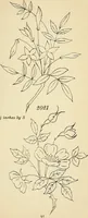 Picture 179 of 389 from Briggs' patent transferring designs (1880), leaf 98