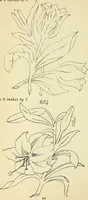 Picture 180 of 389 from Briggs' patent transferring designs (1880), leaf 99