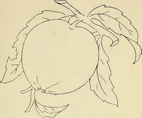 An illustration from Briggs & Co.'s patent transferring papers : patented for the United States of America (1880)