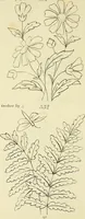 An illustration from Briggs & Co.'s patent transferring papers : patented for the United States of America (1880)