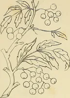 An illustration from Briggs & Co.'s patent transferring papers : patented for the United States of America (1880)