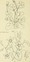 An illustration from Briggs & Co.'s patent transferring papers : patented for the United States of America (1880)