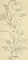 An illustration from Briggs & Co.'s patent transferring papers : patented for the United States of America (1880)