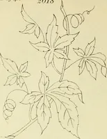 An illustration from Briggs & Co.'s patent transferring papers : patented for the United States of America (1880)