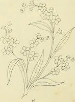 An illustration from Briggs & Co.'s patent transferring papers : patented for the United States of America (1880)
