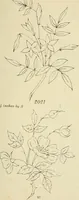 An illustration from Briggs & Co.'s patent transferring papers : patented for the United States of America (1880)