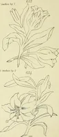 An illustration from Briggs & Co.'s patent transferring papers : patented for the United States of America (1880)