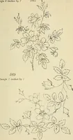 An illustration from Briggs & Co.'s patent transferring papers : patented for the United States of America (1880)