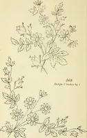 An illustration from Briggs & Co.'s patent transferring papers : patented for the United States of America (1880)