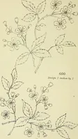 An illustration from Briggs & Co.'s patent transferring papers : patented for the United States of America (1880)