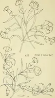 An illustration from Briggs & Co.'s patent transferring papers : patented for the United States of America (1880)