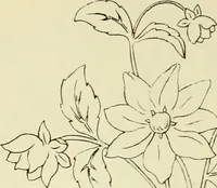 An illustration from Briggs & Co.'s patent transferring papers : patented for the United States of America (1880)